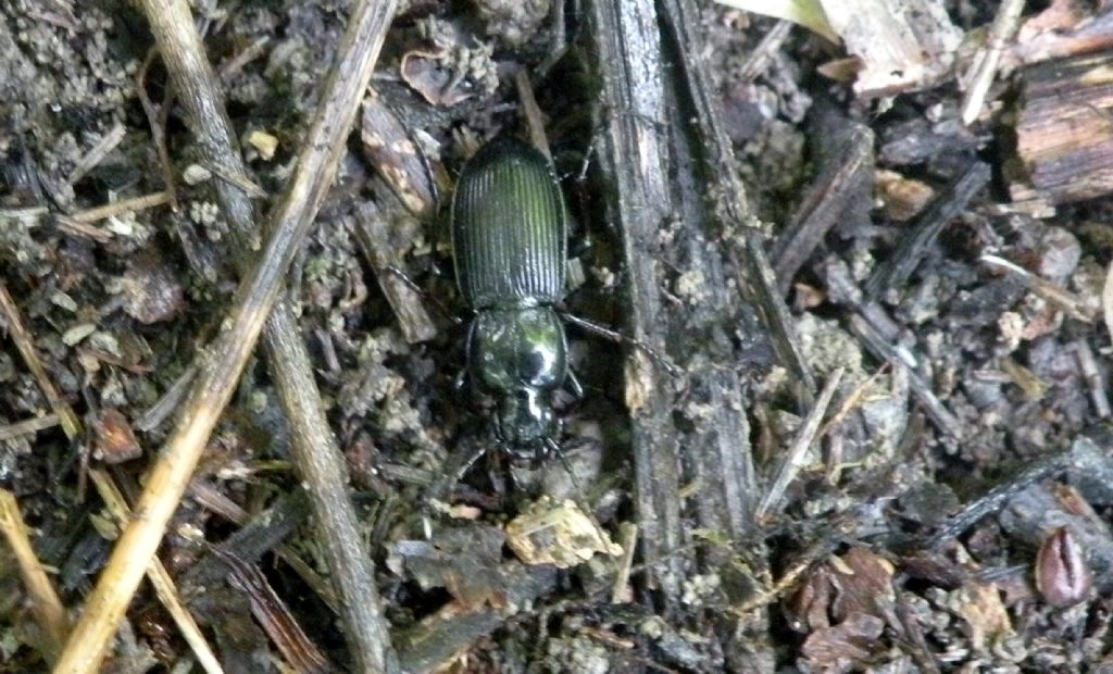 Forse Carabidae:::?